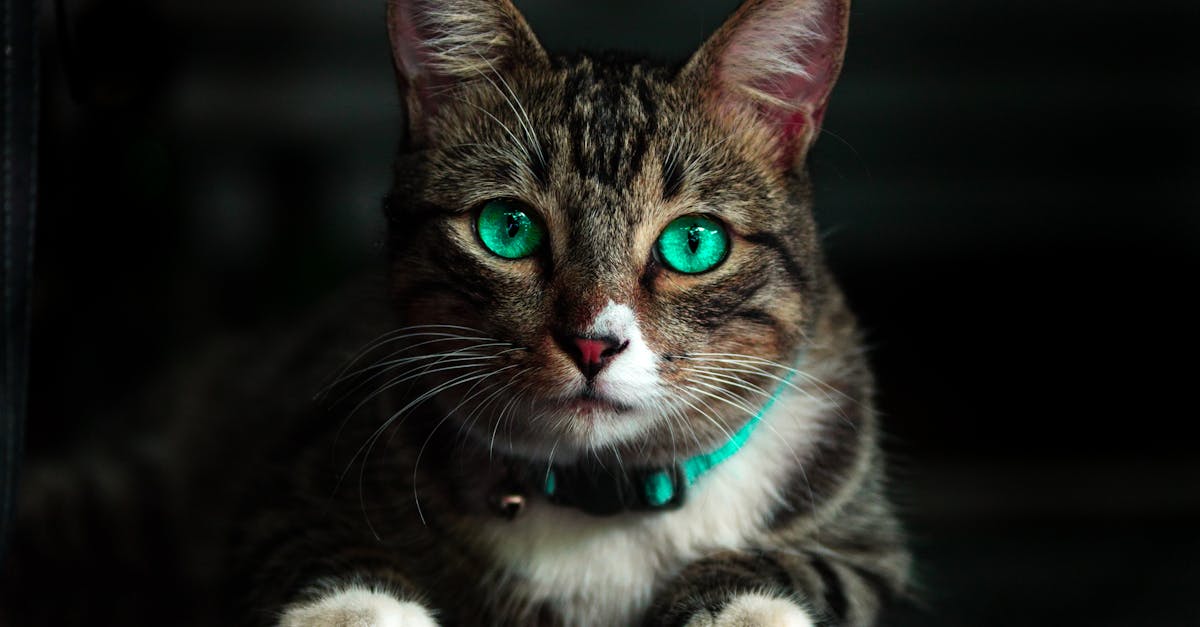 découvrez notre large sélection de colliers pour chats, alliant confort et style. offrez à votre félin un accessoire à la fois pratique et tendance, avec des options personnalisables et des matériaux de qualité.