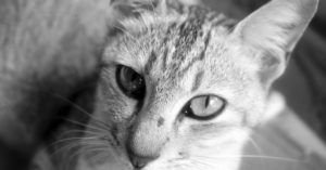 découvrez notre vaste sélection de colliers pour chats, alliant confort et sécurité. offrez à votre félin un accessoire élégant et pratique, disponible dans divers styles et couleurs. parfait pour identifier votre chat tout en s'assurant qu'il se démarque !