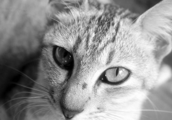 découvrez notre vaste sélection de colliers pour chats, alliant confort et sécurité. offrez à votre félin un accessoire élégant et pratique, disponible dans divers styles et couleurs. parfait pour identifier votre chat tout en s'assurant qu'il se démarque !