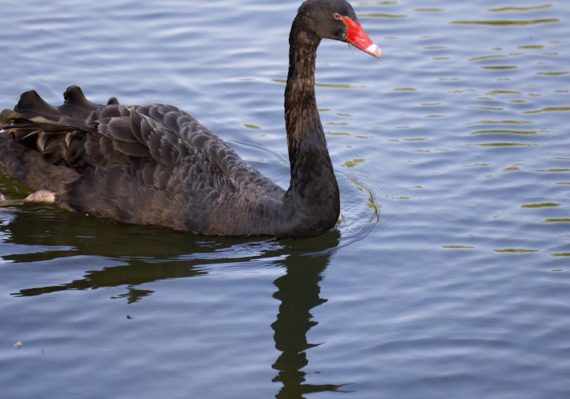 suivez toute l'actualité animalière avec animal news : découvrez les dernières nouvelles, histoires insolites, protections des espèces et conseils pour le bien-être des animaux, partout dans le monde.