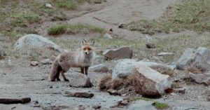 découvrez stone fox lingerie, la marque qui allie élégance et confort avec des pièces uniques de lingerie fine pour sublimer votre beauté au quotidien.