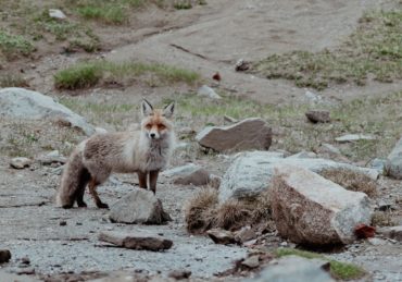 découvrez stone fox lingerie, la marque qui allie élégance et confort avec des pièces uniques de lingerie fine pour sublimer votre beauté au quotidien.