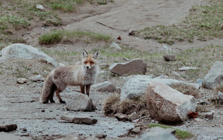 découvrez stone fox lingerie, la marque qui allie élégance et confort avec des pièces uniques de lingerie fine pour sublimer votre beauté au quotidien.